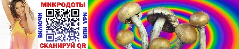 Галлюциногенные грибы Psilocybe  Купить где  Калтан 